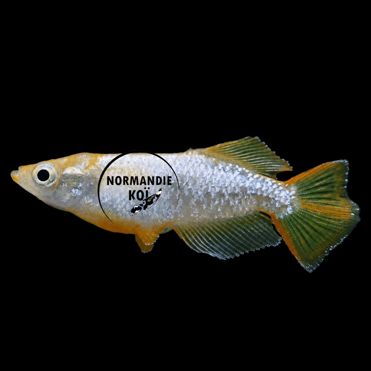 Oryzias latipes - Medaka Tomoki