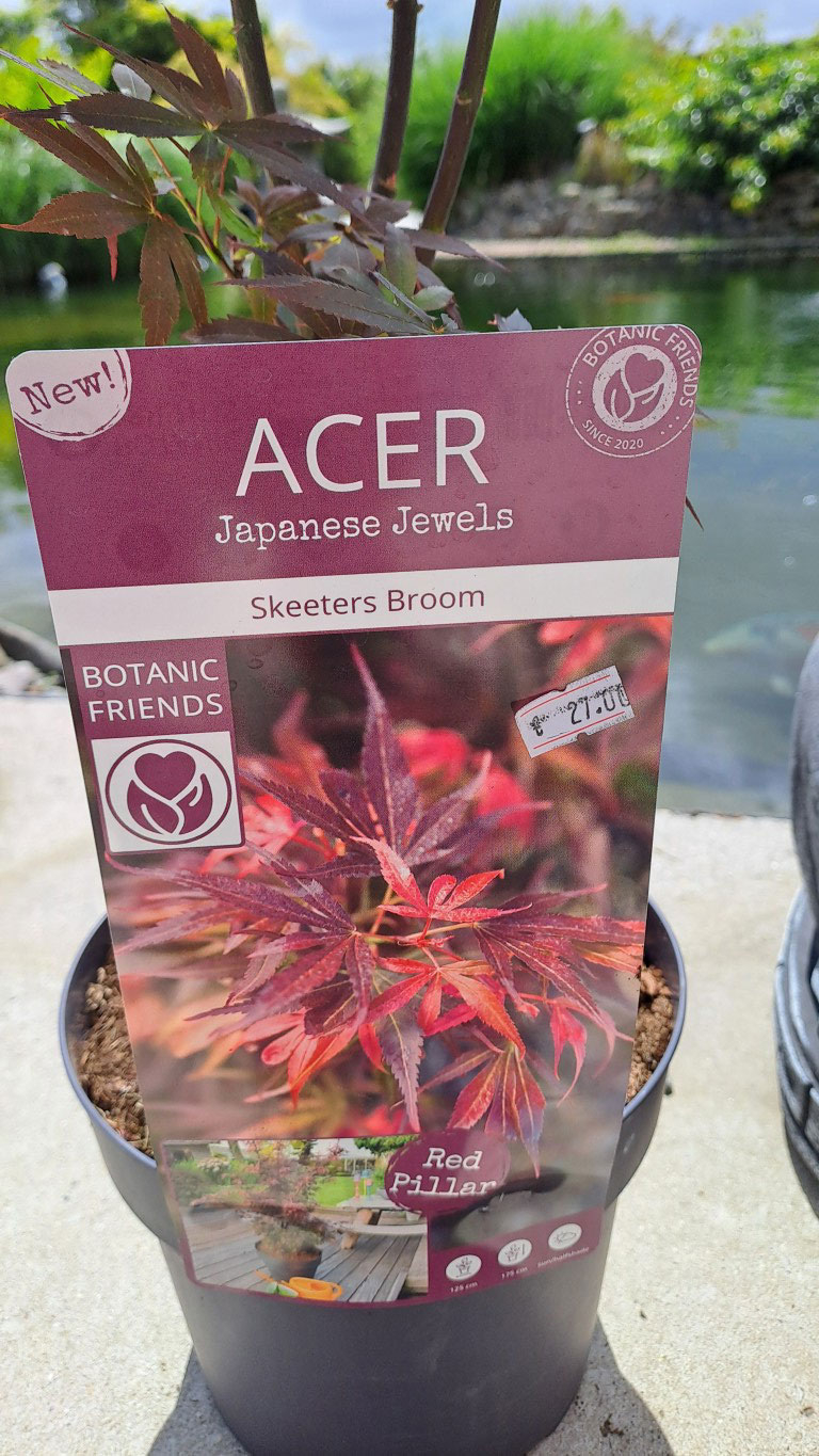 Acer palmatum ‘Skeeter’s Broom’