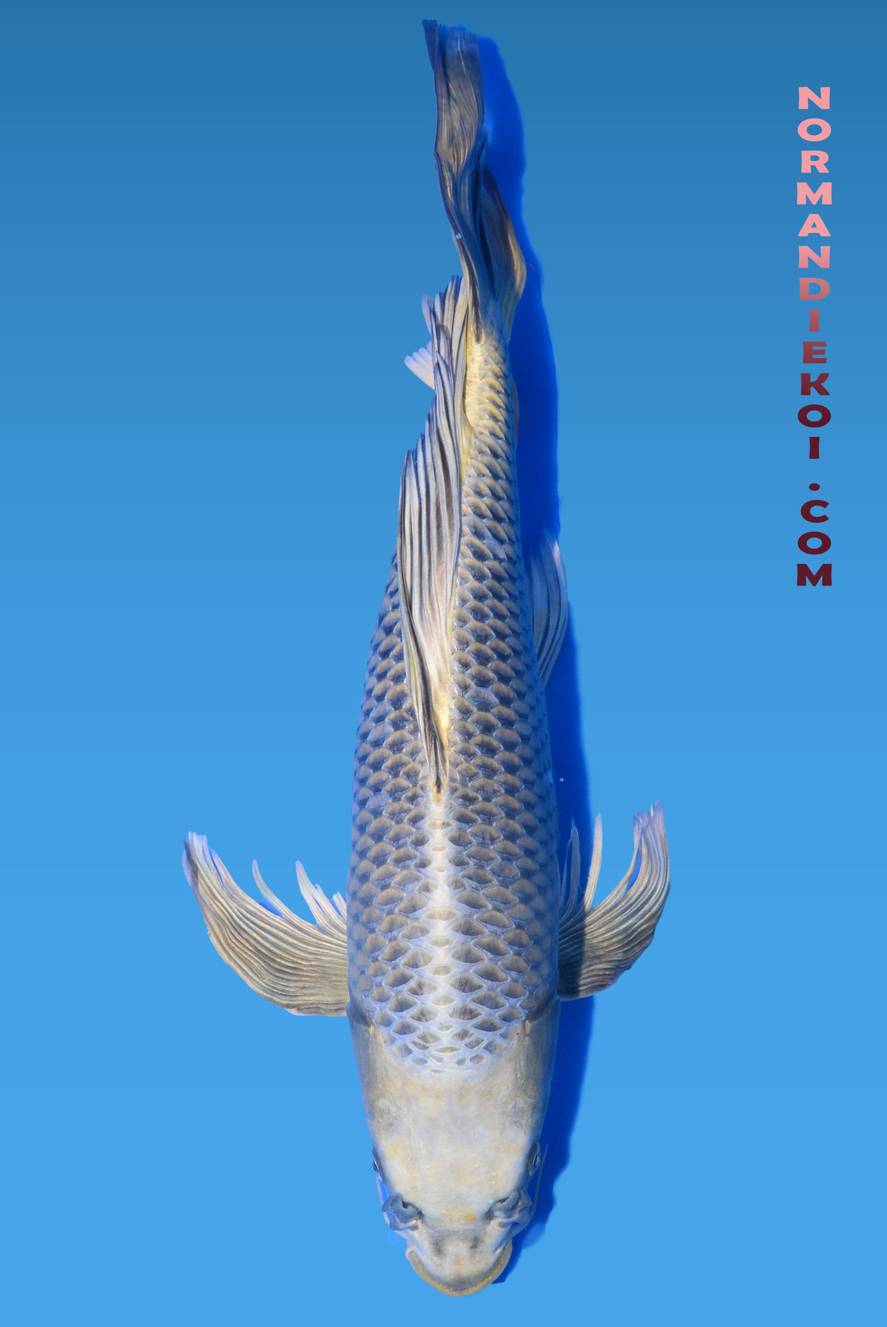 Mukashi voile