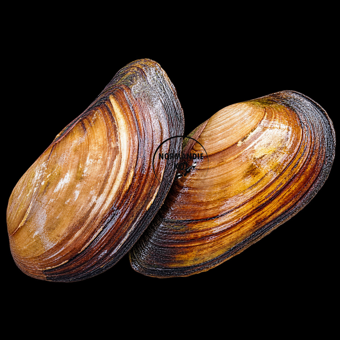 Moule anodonte M