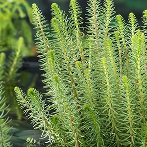 Hippuris vulgaris