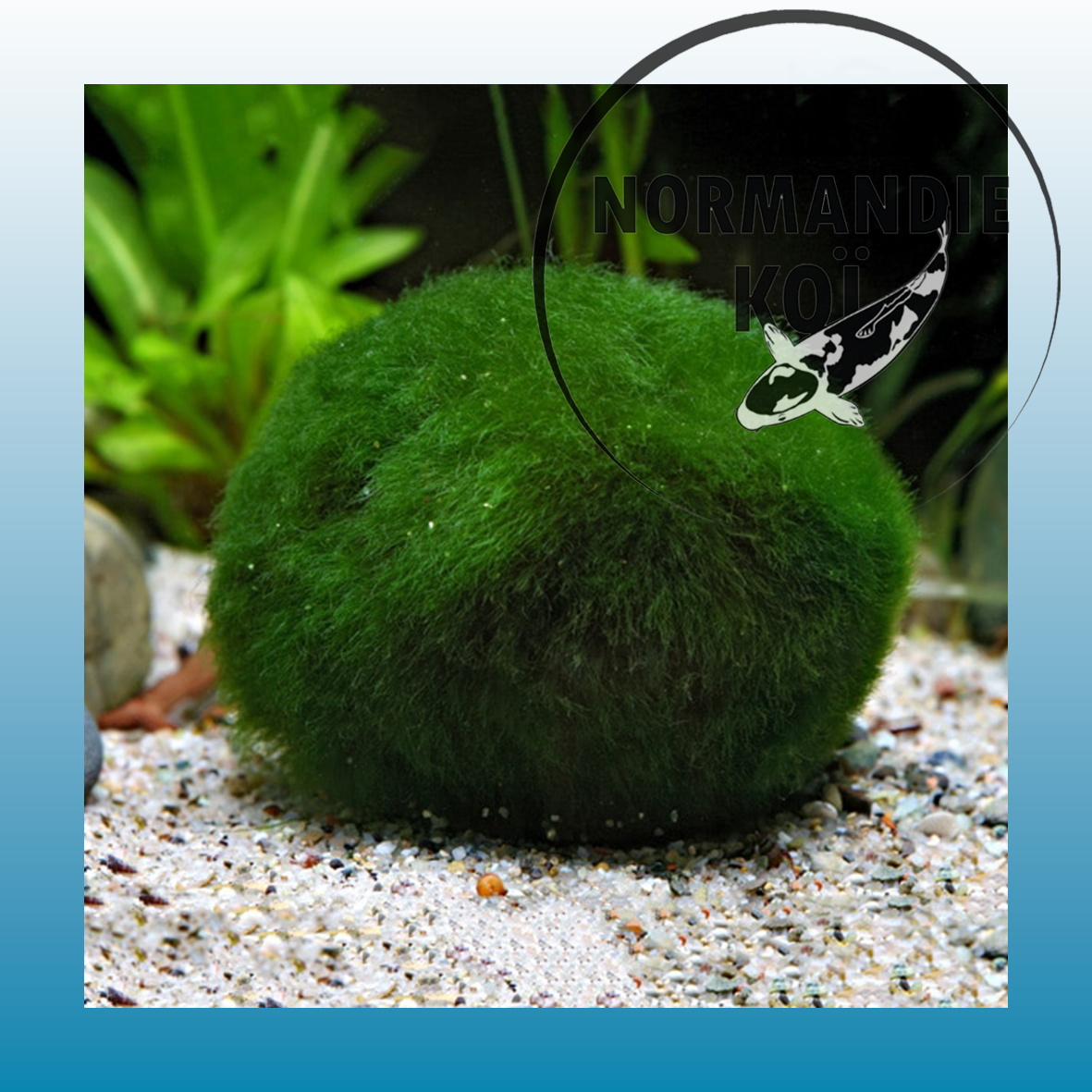 Cladophora