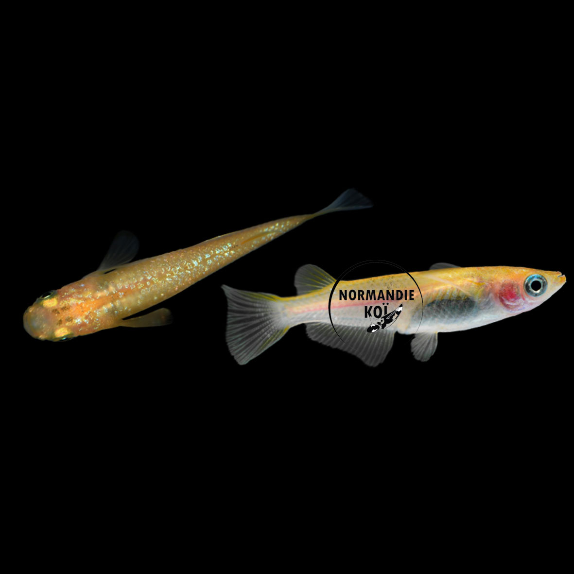 Oryzias Latipes Yellow - Medaka jaune