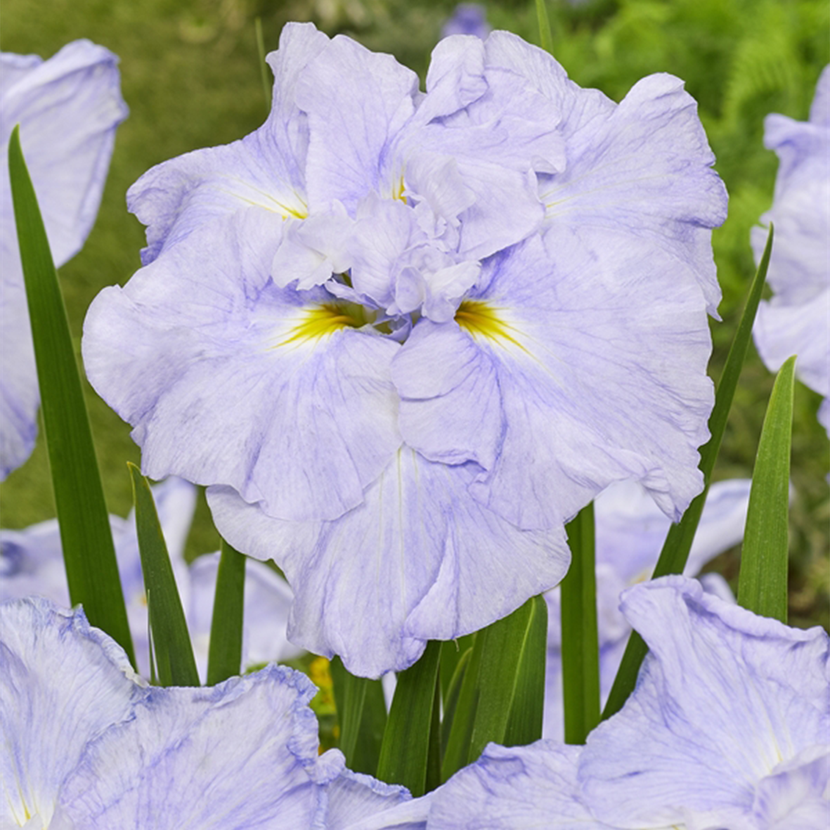 Iris Ensata Dinner Plate Ice Cream