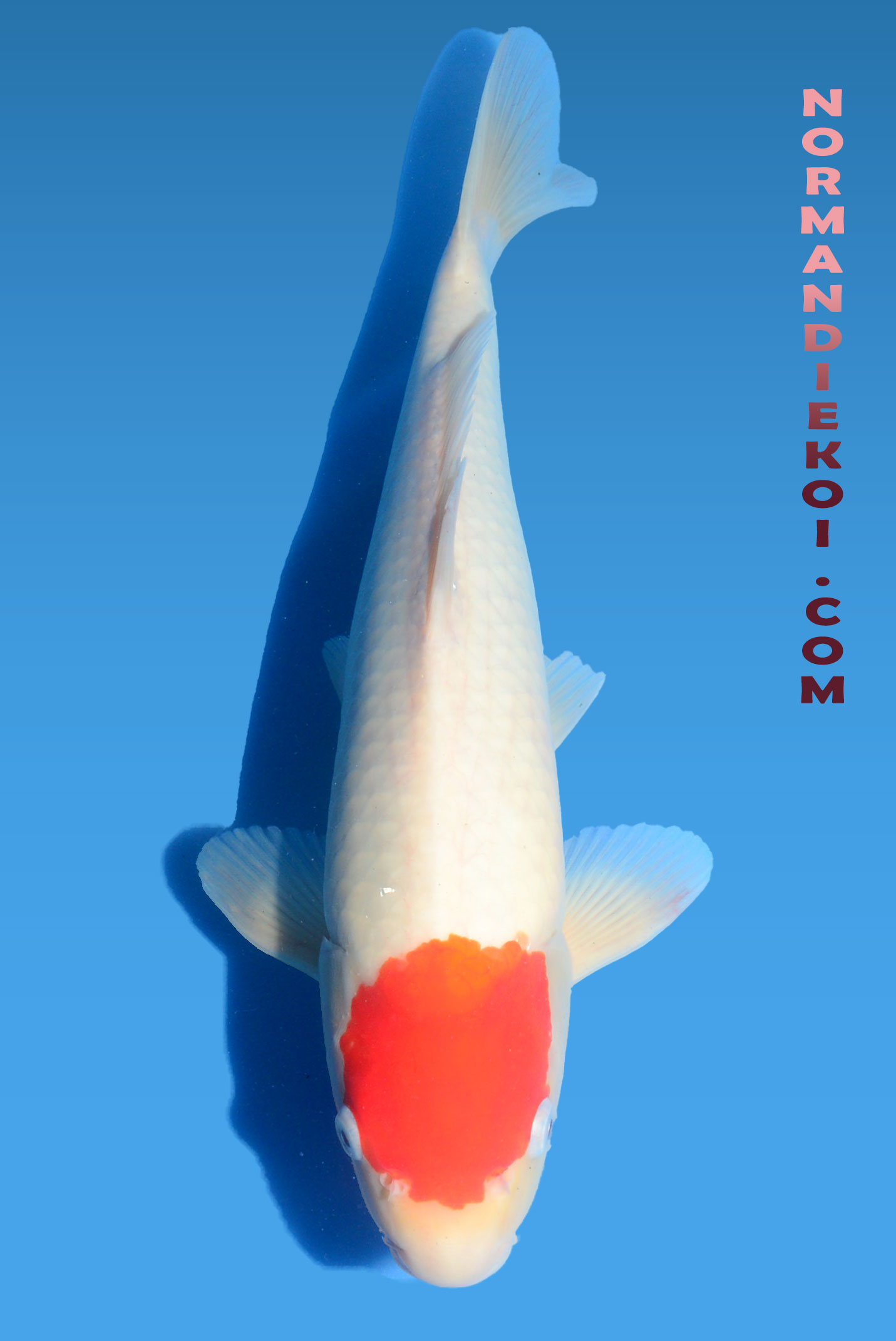 Tancho kohaku