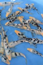 Shiro Bekko / Izumiya