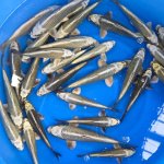 Kabuto / Ikarasahi toshinobu