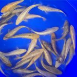 Ginrin kawari / Torazo