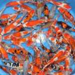 Doitsu gosanke / Hiroi