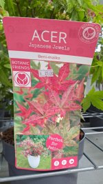 Acer palmatum 'Beni-maiko'