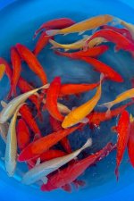 Mix muji / Odakan ( attention très peu de benigoi)