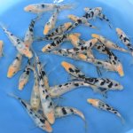 Shiro Bekko / Izumiya