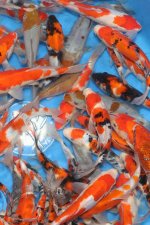 Doitsu gosanke / Hiroi