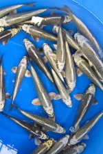 Kabuto / Ikarasahi toshinobu