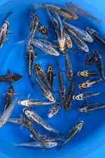 Aragoke / Ikarashi Toshinobu