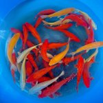 Mix muji / Odakan ( attention très peu de benigoi)