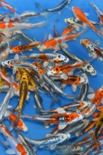 Mix metallic / Yamasan