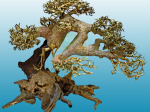 Bonsai Drift Wood