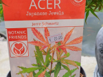 Acer palmatum 'Jerre Schwartz'
