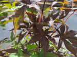 Acer palmatum 'Twombly’s Red Sentinel'