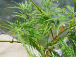 Acer palmatum 'Dissectum'