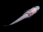 Oryzias latipes - Medaka Panda
