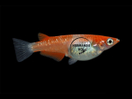 Oryzias latipes - Medaka Kohaku