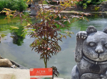 Acer palmatum 'Starfish'®