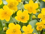 Caltha palustris