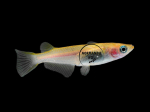 Oryzias Latipes Yellow - Medaka jaune