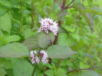 Mentha aquatica