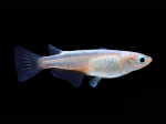 Oryzias latipes - Medaka luisant bleu