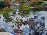 Acer palmatum 'Sumi-nagashi'