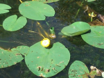 Nuphar luteum