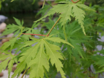 Acer palmatum 'Orange Lace'®