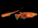 Oryzias latipes - Medaka Orange Foncé