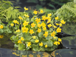 Caltha palustris