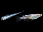 Oryzias latipes - Medaka luisant bleu