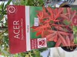Acer palmatum 'Shaina'