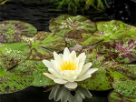 Nenuphar 'Marliacea Chormatella'