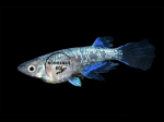 Oryzias latipes - Medaka Miyuki Longfin