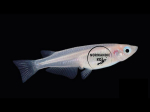 Oryzias latipes White - Medaka Blanc