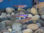 Notropis chrosomus - Cyprin arc-en-ciel