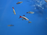 Tanichthys albonubes - Néon Chinois