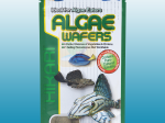 Hikari Algae Wafers