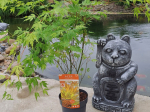 Acer palmatum 'Orange Lace'®