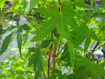 Acer palmatum 'Sango kaku'