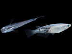 Oryzias latipes - Medaka Bleu