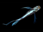 Oryzias latipes - Medaka Miyuki Longfin