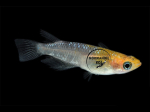 Oryzias latipes - Medaka Lame Tête Jaune